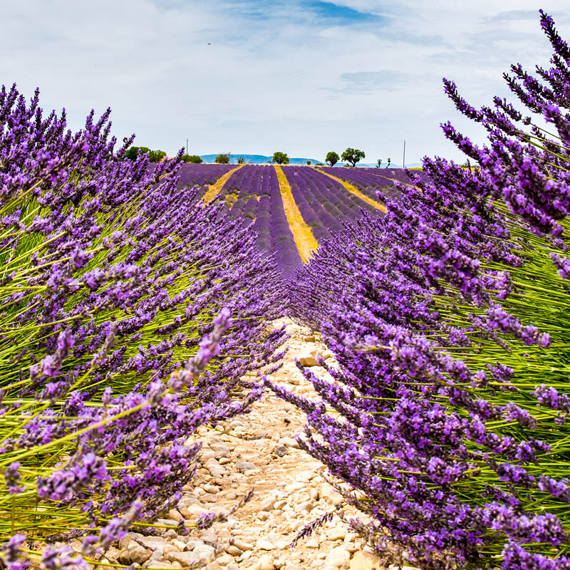 Hidden Gems of the Dordogne and Provence, France with Annee Kelly