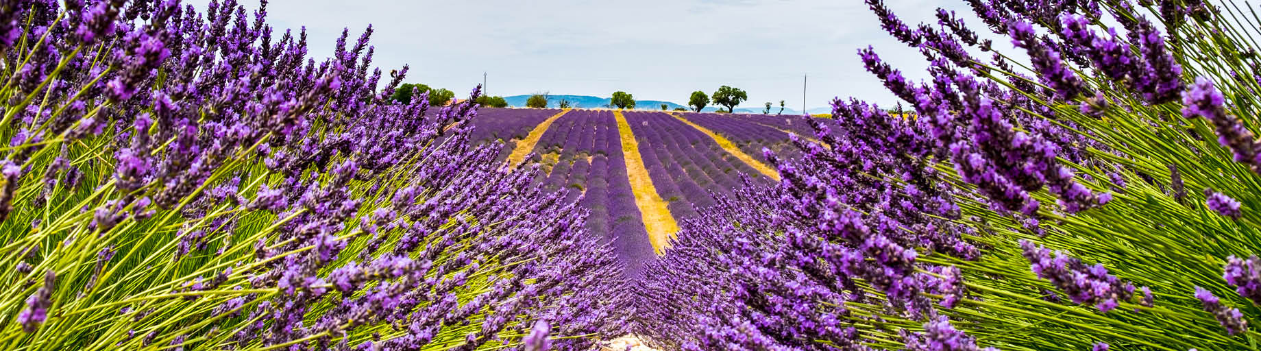 Hidden Gems of the Dordogne and Provence, France with Annee Kelly