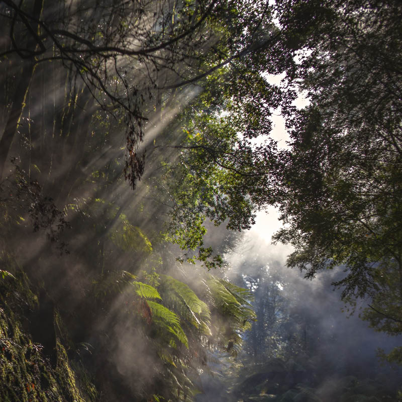Watercolour Workshop Tasmania with Annee Kelly