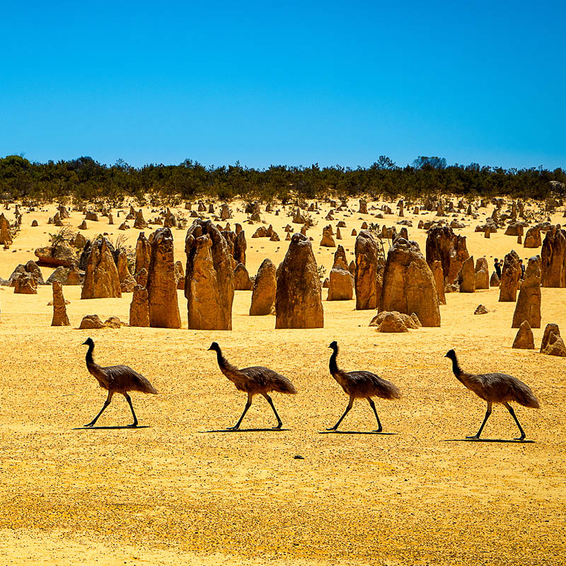 Immersion in Western Australia with David Taylor